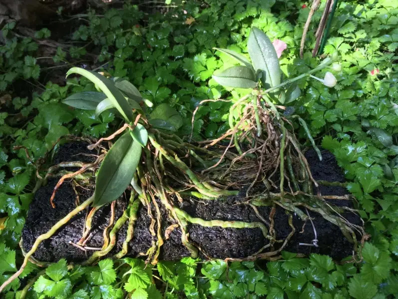 蘭花氣根可以剪嗎？先搞懂這3種情況再動手！