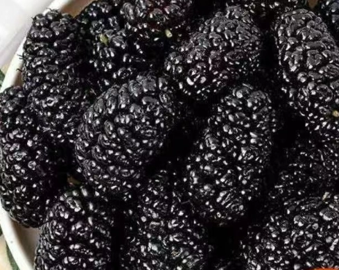 桑椹乾做法完整指南：從採收到保存的自製秘訣