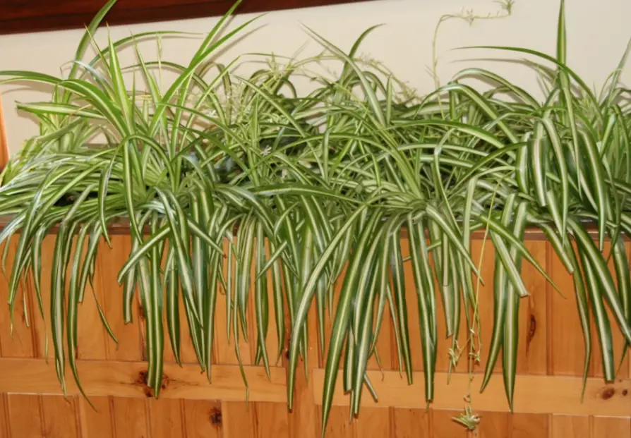 吊蘭施肥全攻略：時機、肥料、步驟一次搞懂，葉子不再發黃