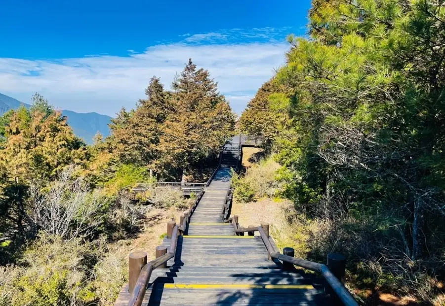 新竹觀霧國家公園攻略：雲海聖地、巨木步道與交通全指南