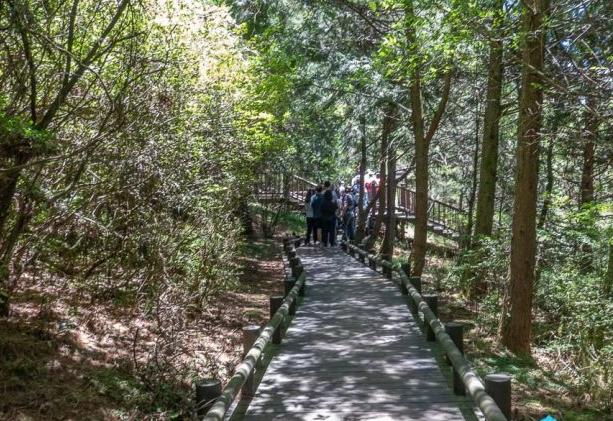 觀霧國家森林遊樂區