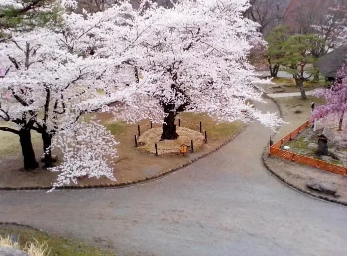 輕井澤櫻花預測全攻略：掌握盛開時機與最佳賞櫻地點