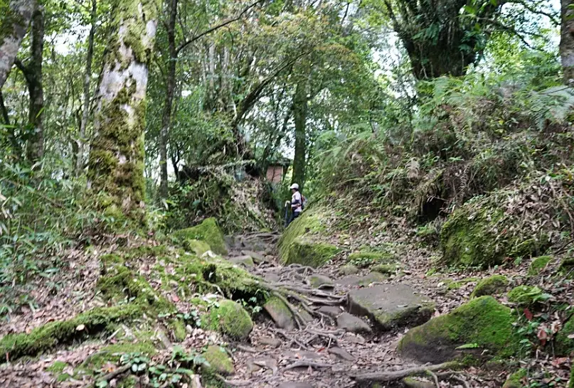 頂湖大凍山步道攻略｜台南最高峰小百岳，新手也能挑戰的登山路線