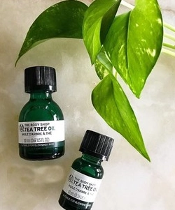 茶樹精油怎麼選