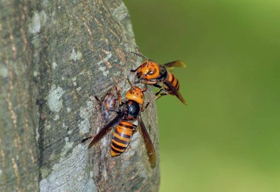 虎頭蜂大黃蜂差別