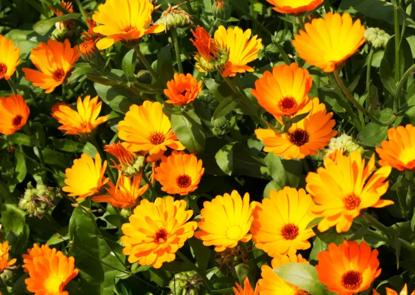 天然消炎止痛草藥全攻略：安全有效的自然療法指南