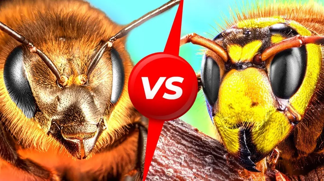 虎頭蜂與大黃蜂終極辨識指南：外觀、習性與應對策略