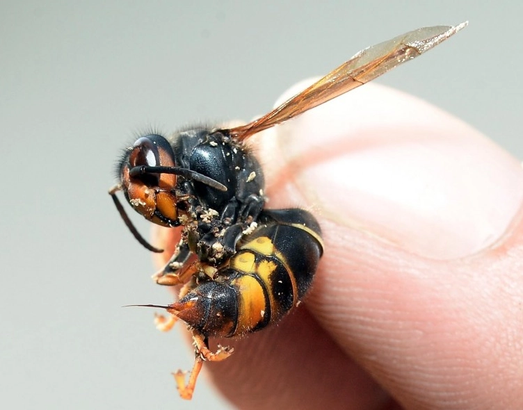 虎頭蜂大黃蜂差別