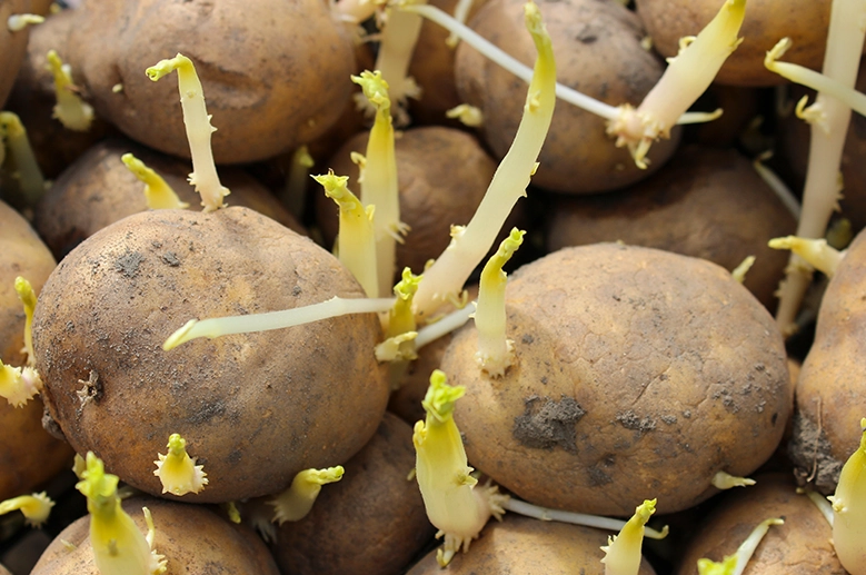 馬鈴薯發芽