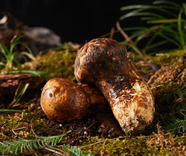 野生松茸功效全攻略：從營養價值到實用食譜深度解析