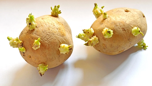 馬鈴薯發芽還能吃嗎？專家教你判斷危險程度與正確處理