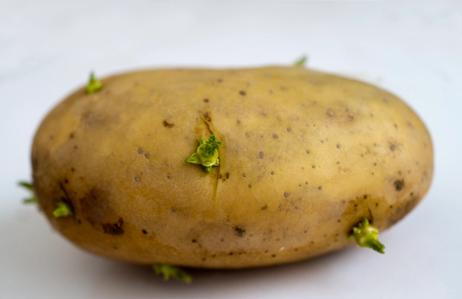 發芽馬鈴薯處理