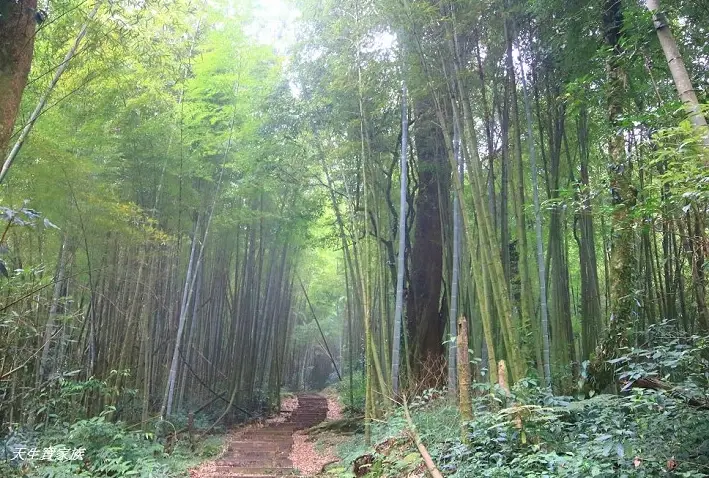 嘉義大凍山步道