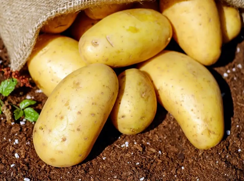 發芽馬鈴薯處理