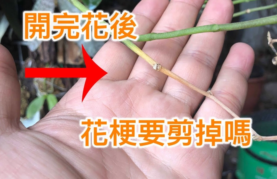 蘭花花梗繁殖終極指南：從選梗到爆盆的實戰技巧