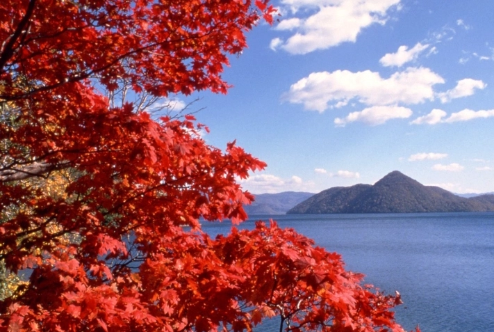北海道楓葉