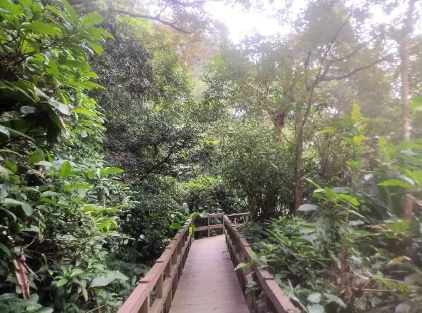 台北森林步道推薦｜精選5條新手也能輕鬆走的市區綠蔭路線