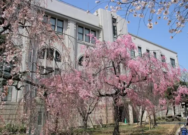 日本賞櫻景點推薦