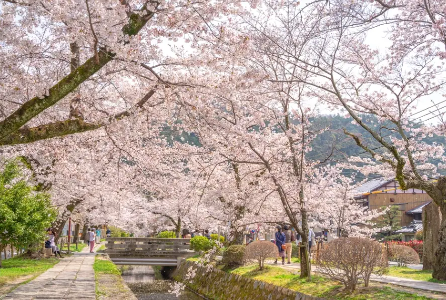 日本賞櫻景點推薦