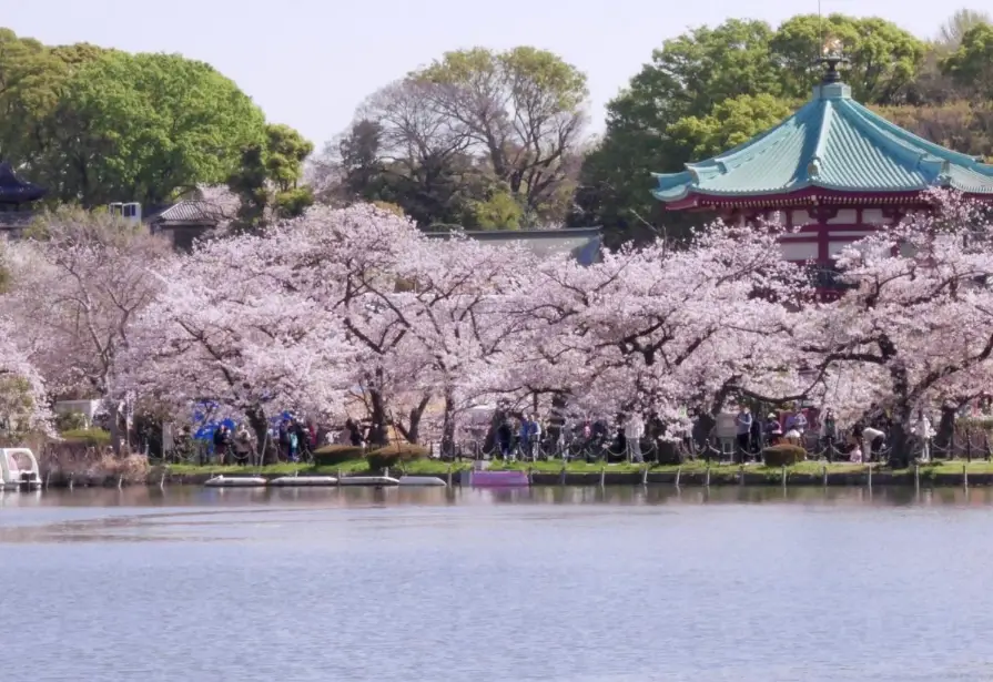 日本賞櫻排名Top 5景點完整攻略：賞櫻期、交通、住宿一次看