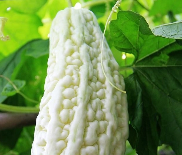 白苦瓜去苦味