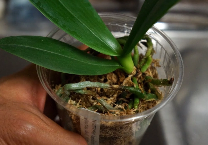 兰花开花后养护全攻略：掌握关键步骤，年年复花不是梦