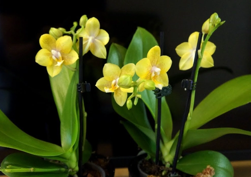 兰花开花后养护