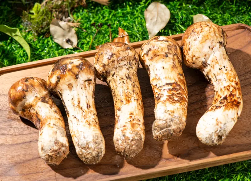 松茸菇料理全攻略：從選購保存技巧到三道家常食譜