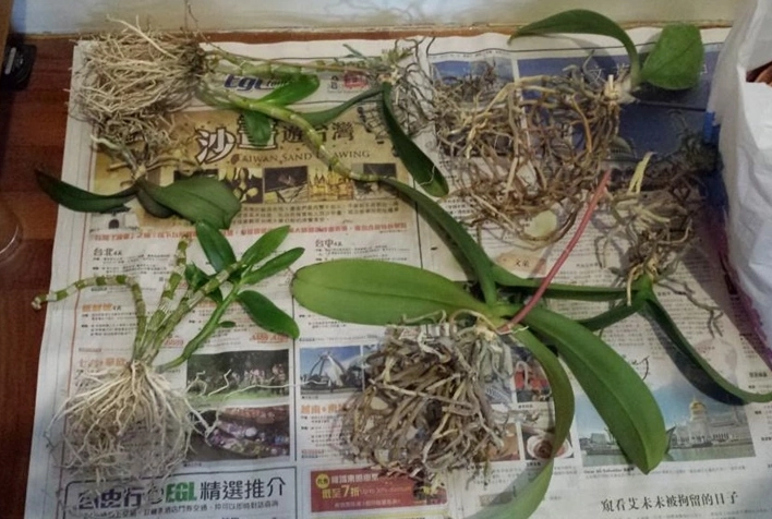 蝴蝶兰花后处理