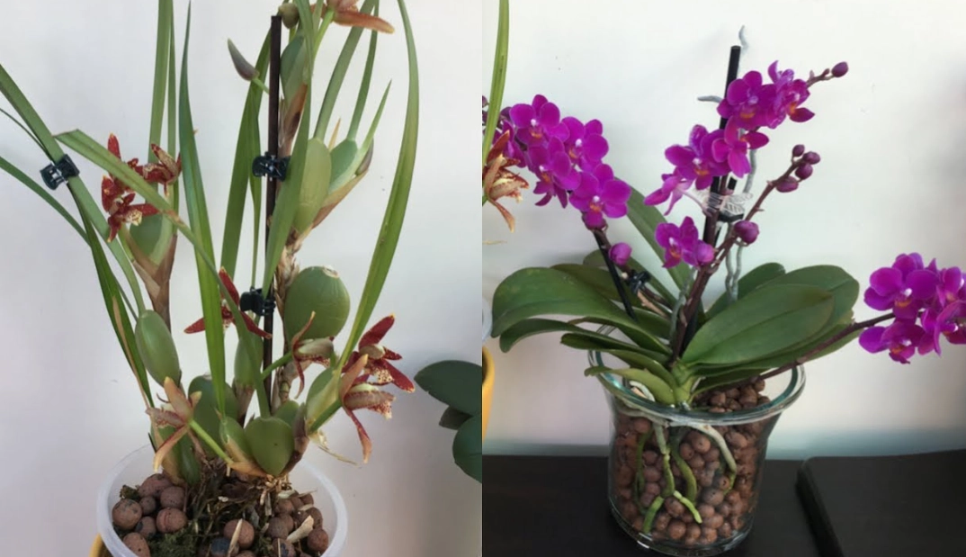 蝴蝶兰花后处理