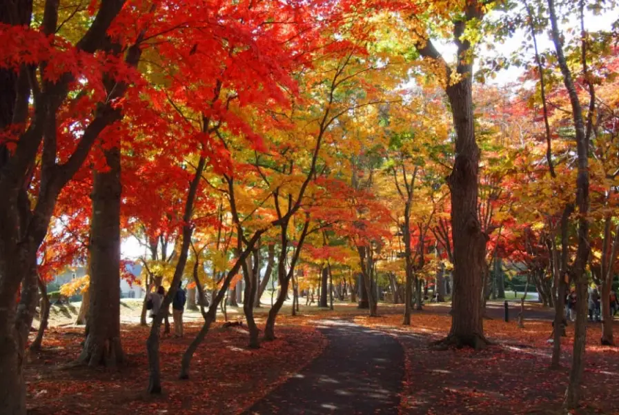 北海道楓葉現況：最新觀賞指南與私房景點推薦