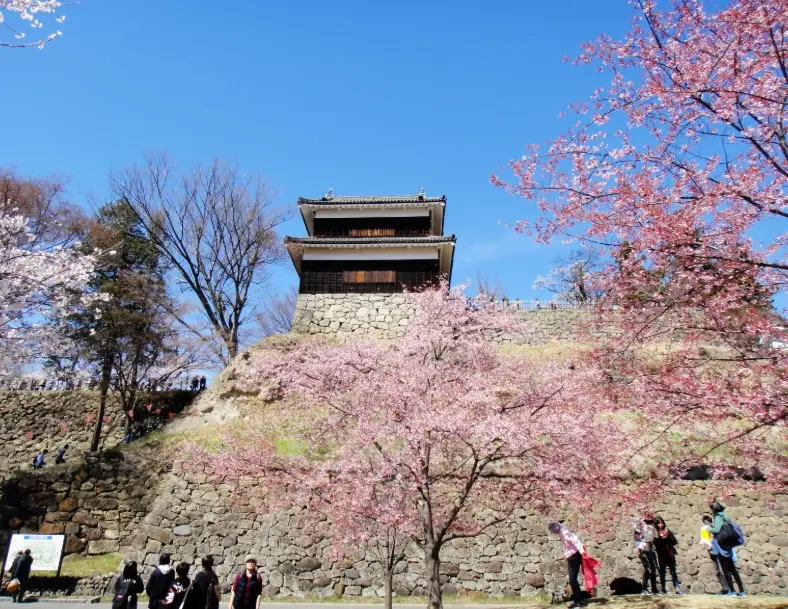 上田城櫻花完全指南：賞櫻秘訣、交通與實用資訊