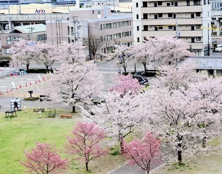 長野 櫻花 景點