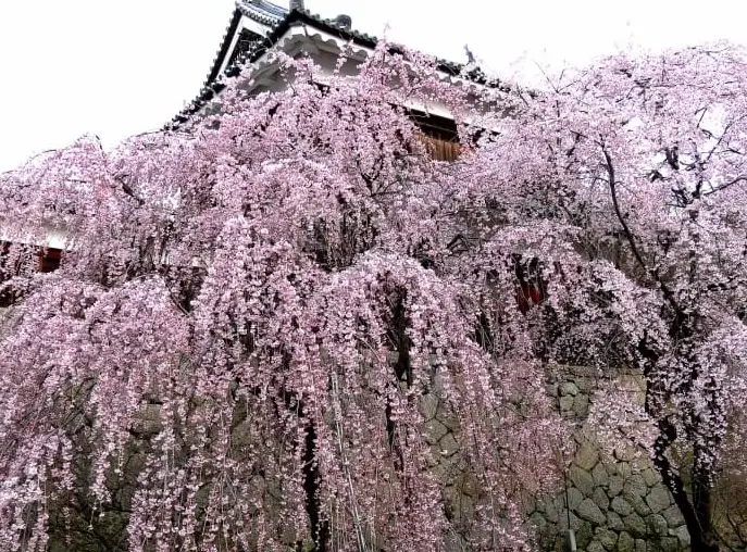 上田城 賞櫻