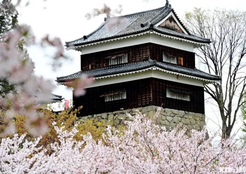 上田城 賞櫻