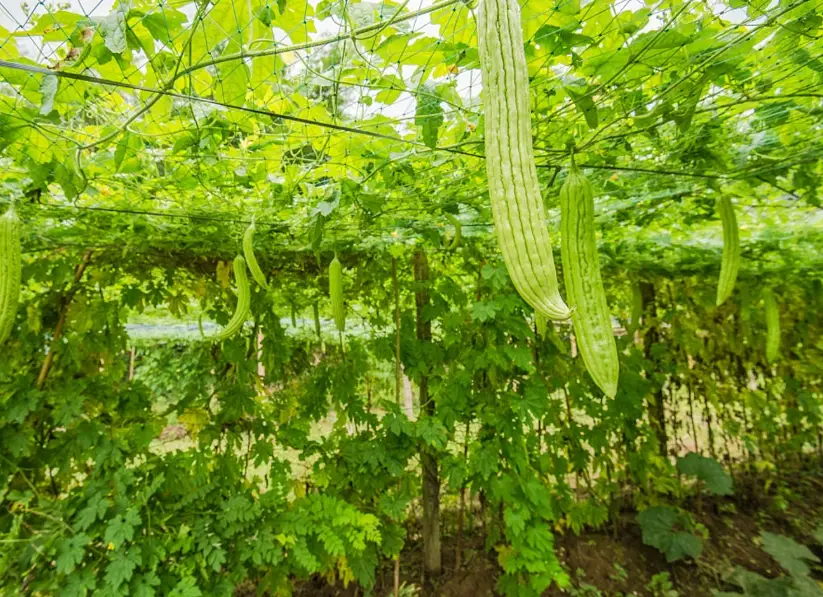 苦瓜發霉可以吃嗎