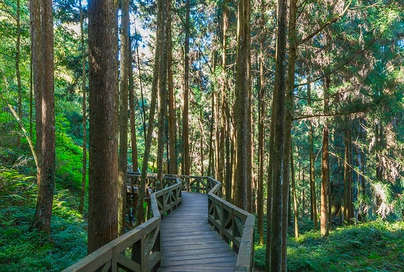 溪頭一日遊行程