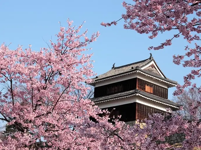 長野 櫻花 景點