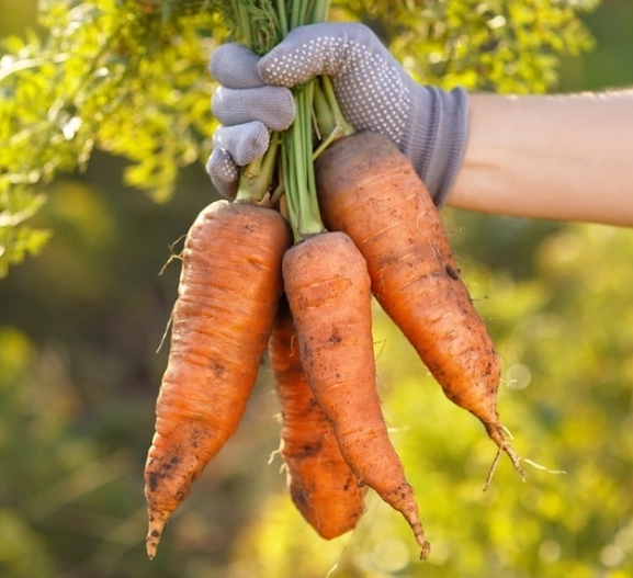 蘋果紅蘿蔔禁忌