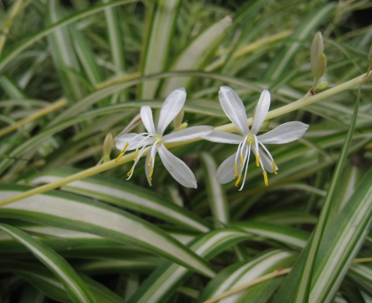 吊蘭品種全攻略：從認識到養護，打造綠色家居