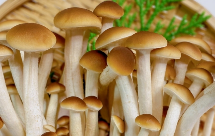 乾松茸食用方法