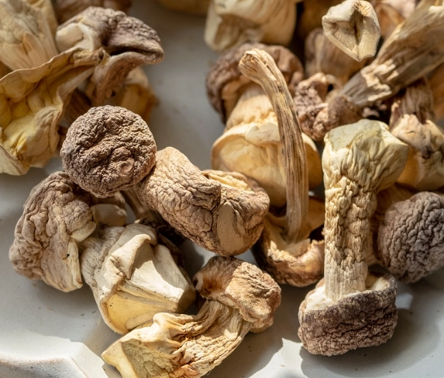 乾松茸營養價值