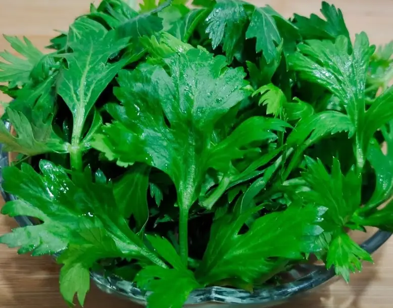 芹菜葉營養