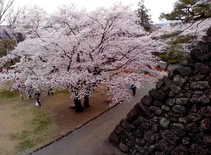 輕井澤櫻花時間全攻略：花期預測、必訪景點與交通住宿一次掌握