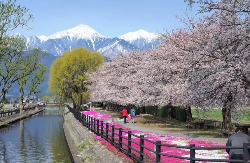 安曇野櫻花季節