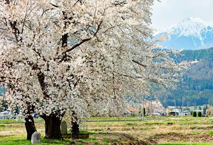 安曇野櫻花季節