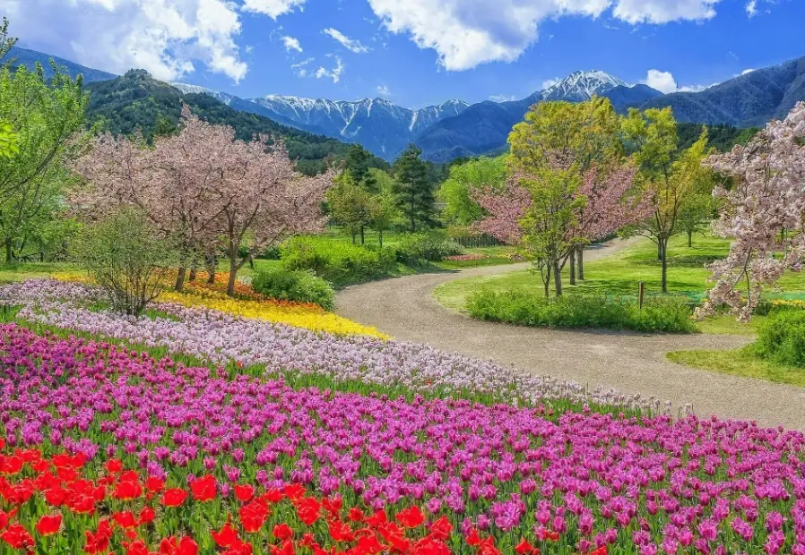 安曇野櫻花交通