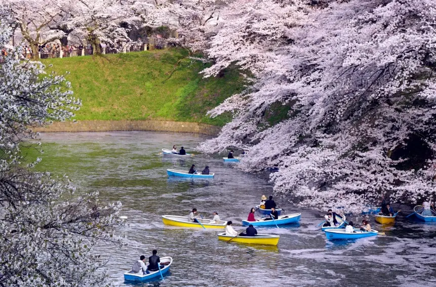 日本阿爾卑斯賞櫻