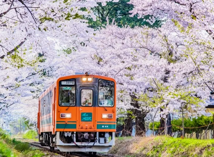 日本阿爾卑斯賞櫻