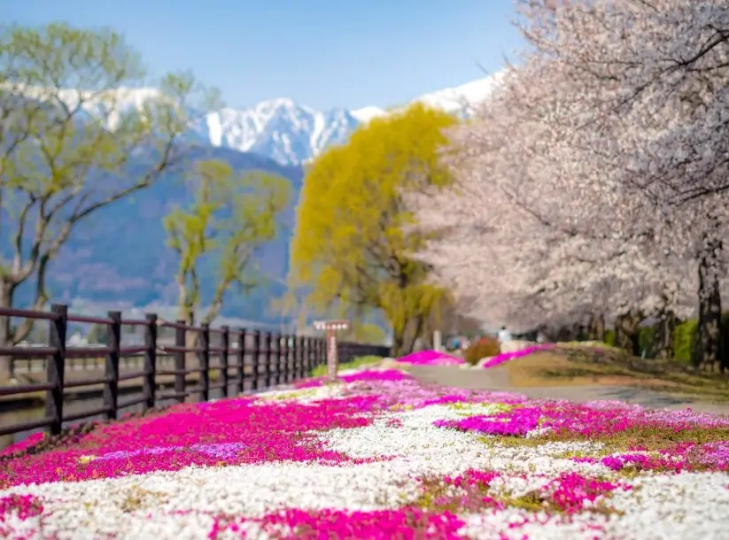 安曇野櫻花交通